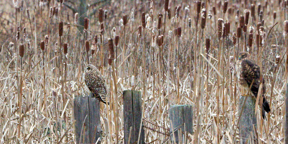 Short-eared Owl